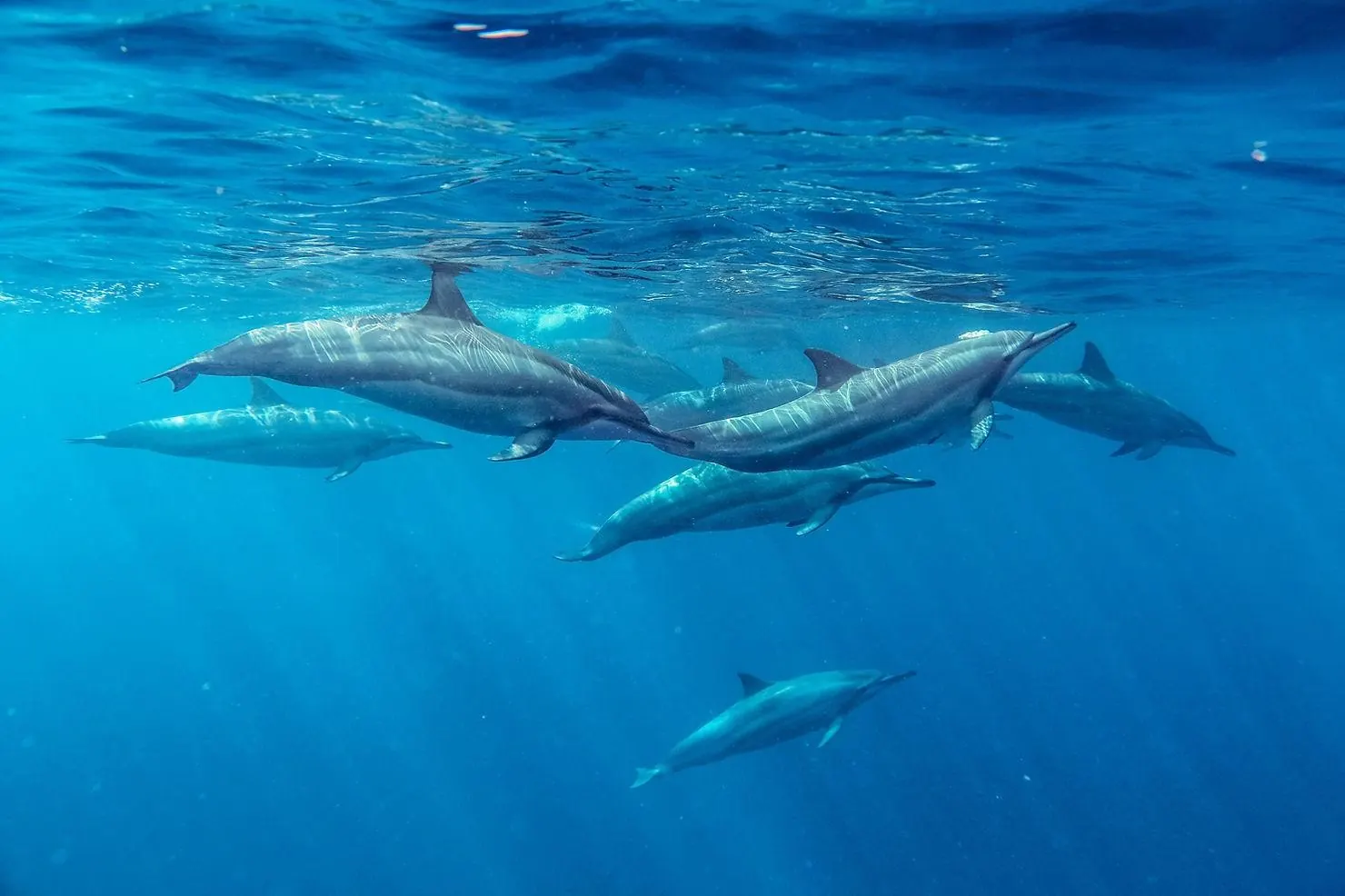 Pêche interdite : une solution pour sauver les dauphins menacés ?
