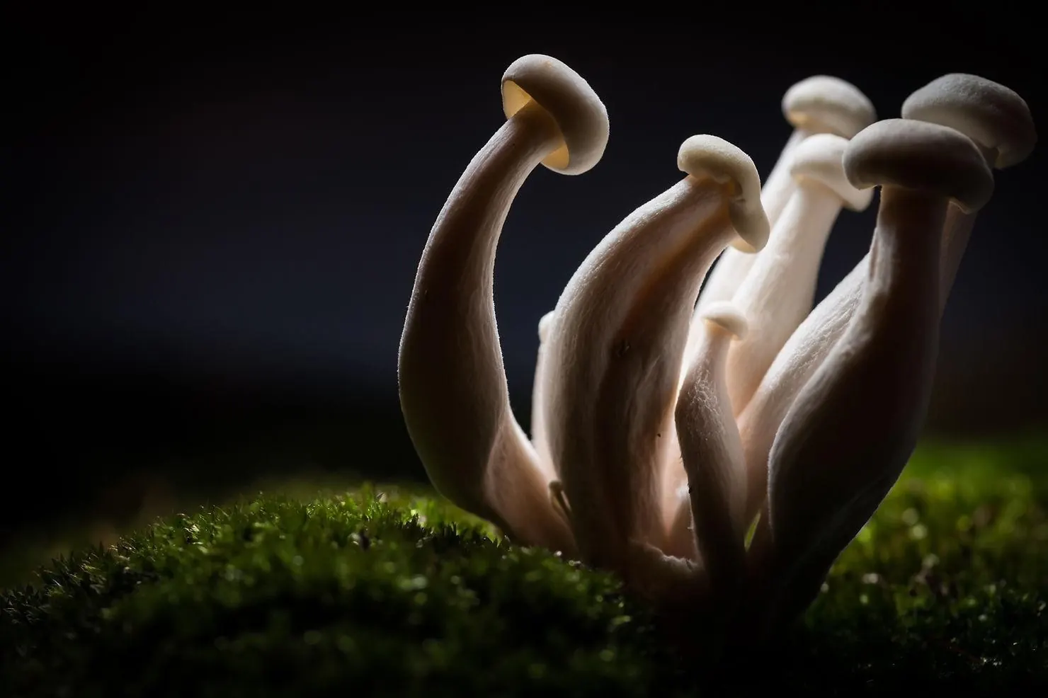 Champignons sur mousse en forêt
