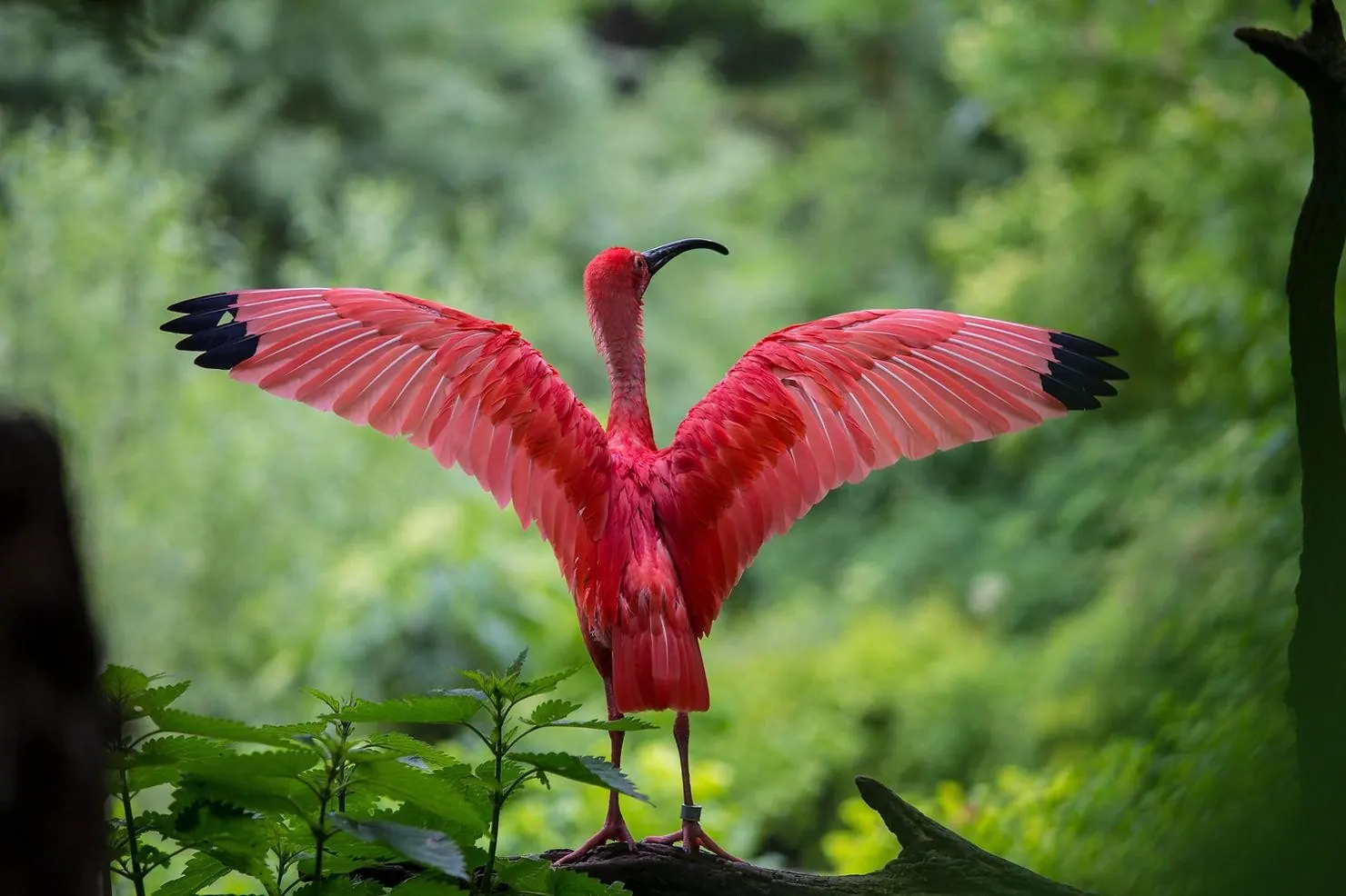 Ibis rouge en pleine nature